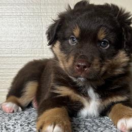 Habanero - Red tri male Toy Australian Shepherd puppy in Sulphur, Louisiana from Triple J Aussies and Corgis