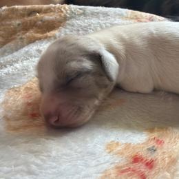 Girl 1 - Piebald female Dachshund puppy in Bowdon, Georgia from Doodle Bugs Doxies
