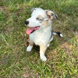 Mary - Blue merle female Miniature Australian Shepherd puppy in Doddridge, Arkansas from Huddleston Farm