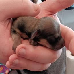 Shaded Cream Male - Cream male Dachshund puppy in Howell, Michigan from Em-Me's Royal 'n Loyal Dachshunds