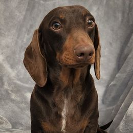 Elvis - Dachshund