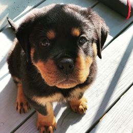 Rottweiler Puppies from vom Brismore Rottweilers