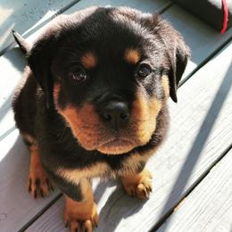 Rottweiler Puppies from vom Brismore Rottweilers