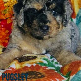 Pugsley - Merle male Bernedoodle puppy in Beecher, Illinois from Erica’s Doodles