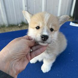 Green Collar Male - Red male Pembroke Welsh Corgi puppy in Victoria, Texas from Clear Creek Corgis