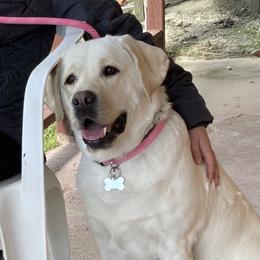 Labrador Retriever All Grown Up from Country Grace