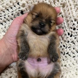 Tazz - Chocolate male Pomeranian puppy in Jefferson City, Missouri from MJ’s Pomeranians