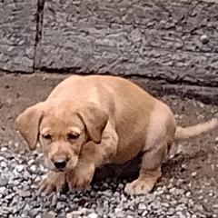 Labrador Retrievers from RiversWild Retrievers