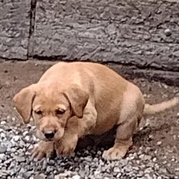 Labrador Retrievers from RiversWild Retrievers