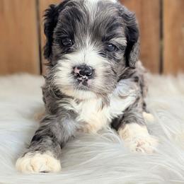 Ian - Merle male Cockapoo puppy in Salt Lake City, Utah from Utah Cocker Spaniels
