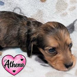 Athena - Dapple female Dachshund puppy in Winter Haven, Florida from Katrina's Punk Rock Dachshunds