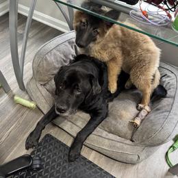 Belgian Tervuren Puppies from Timeless Belgians