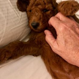 Poodle Puppies from NOLA Standards