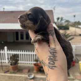Smore - Chocolate and tan male Dachshund puppy in Riverside, California from Keeping it mini kennels