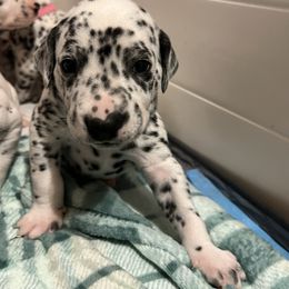 Dalmatian Puppies from Hallmark Dalmatians;