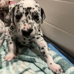 Dalmatian Puppies from Hallmark Dalmatians;