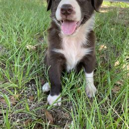 Sweetie - Red Australian Shepherd puppy in Rusk, Texas from H3 Aussies