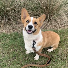 Piper - Pembroke Welsh Corgi