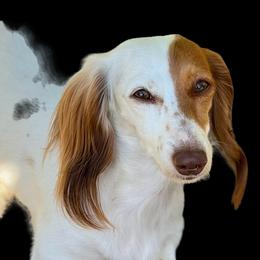 MoonPie - Dachshund