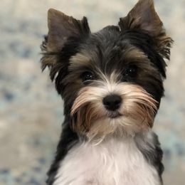 "This little guy Waylon’s is absolutely stunning and a ball of fire. A true terrier in personality " Yorkshire Terrier All Grown Up from Lori's Ohana Yorkies