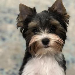 "This little guy Waylon’s is absolutely stunning and a ball of fire. A true terrier in personality " Yorkshire Terrier All Grown Up from Lori's Ohana Yorkies