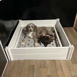 Aussiedoodle and Poodle Puppies from Diamond M Poodles and Doodles