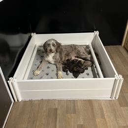 Aussiedoodle and Poodle Puppies from Diamond M Poodles and Doodles