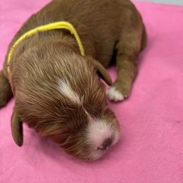 Tulip - Red female Cavapoo puppy in Burke, New York from Patti’s Puppies