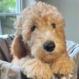 Charlene - Cream female Goldendoodle puppy in Clarksville, Tennessee from Golden Pine Designer Doodles