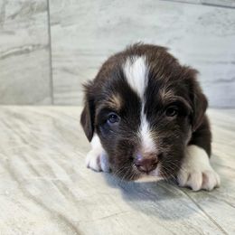Mya m5 - Red tri-color male Australian Shepherd puppy in Arbela, Missouri from County Line Aussies