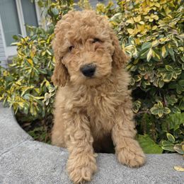 Clod - Apricot male Poodle puppy in Blackfoot, Idaho from Draper Mountain Doodles