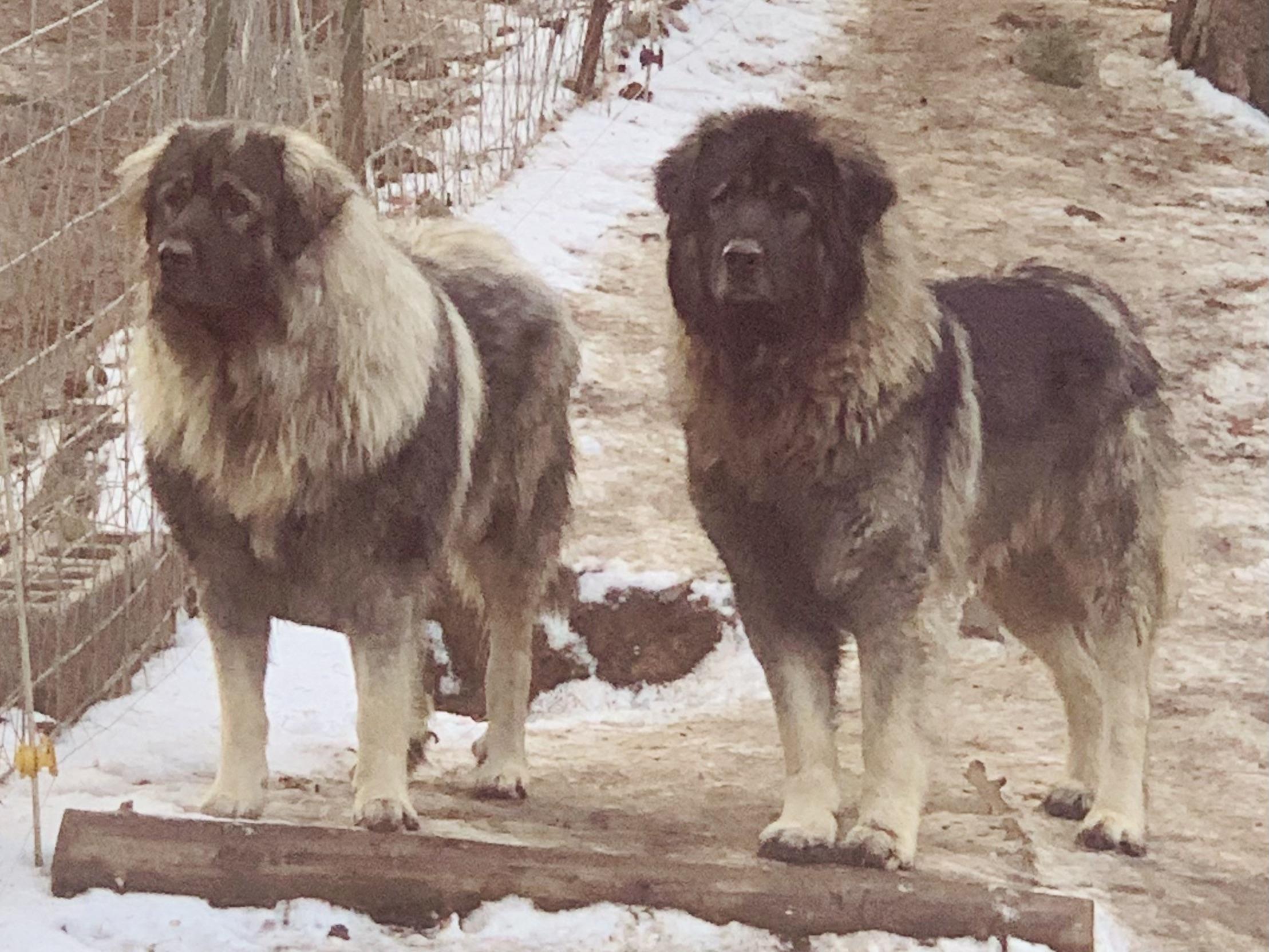 sarplaninac-in-the-usa-in-washington-sarplaninac-puppies-good-dog
