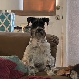 Sven - Miniature Schnauzer