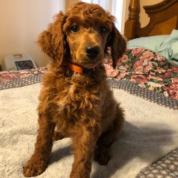 Poodles from Darlas Dark Red Standard Poodles