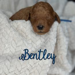 Bentley - Red  male Poodle puppy in Dayton, Texas from Wolfe Island Poodles