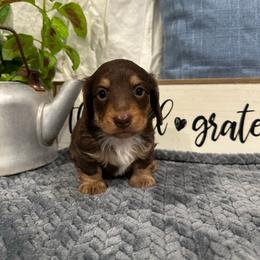 Koda - Chocolate and tan male Dachshund puppy in Stilwell, Oklahoma from B & K Dachshunds