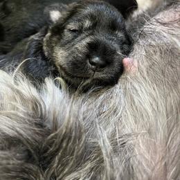 Boy 1 - Salt and pepper male Miniature Schnauzer puppy in Newfane, New York from Vaquera Miniature Schnauzers