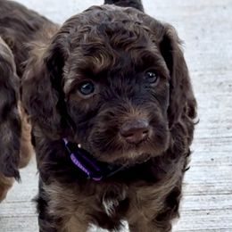 Aussiedoodle and Bernedoodle Puppies from LolliPop Farms
