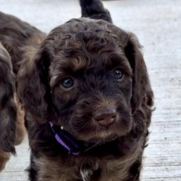 Aussiedoodle and Bernedoodle Puppies from LolliPop Farms