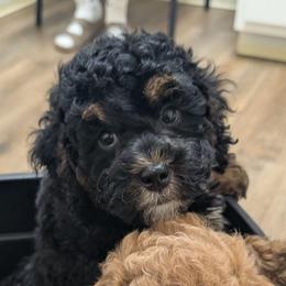 Eric - Black and tan male Cavapoo puppy in Coshocton, Ohio from Forever Family Puppies