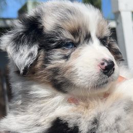 Gardenia - Blue merle Australian Shepherd puppy in California from Aussmazing Aussies