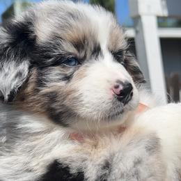 Gardenia - Blue merle Australian Shepherd puppy in California from Aussmazing Aussies