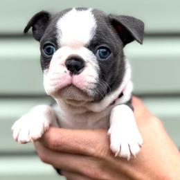 Jigglypuff - Blue female Boston Terrier puppy in West Jefferson, Ohio from Kline Kennels