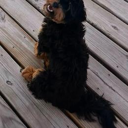 Dolce - Shihpoo