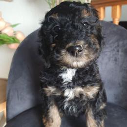 Agnes - Phantom male Poodle puppy in Farley, Iowa from Iowa's Doodle Co.
