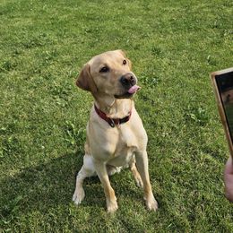 Fisher - Labrador Retriever