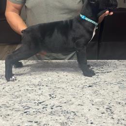 Hummingbird - Black female Cane Corso puppy in Lubbock, Texas from Hub City Kennel
