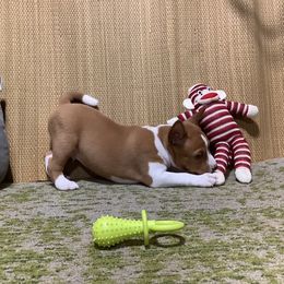 Elio - Red and white male Basenji puppy in New Albany, Indiana from My African Gems