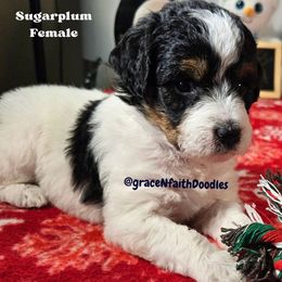 Sugarplum - Parti female Goldendoodle puppy in Peytno, Colorado from Grace N Faith Doodles