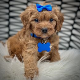 Rio - Red female Cavapoo puppy in Palm Beach County, Florida from Benji’s Cockapoos